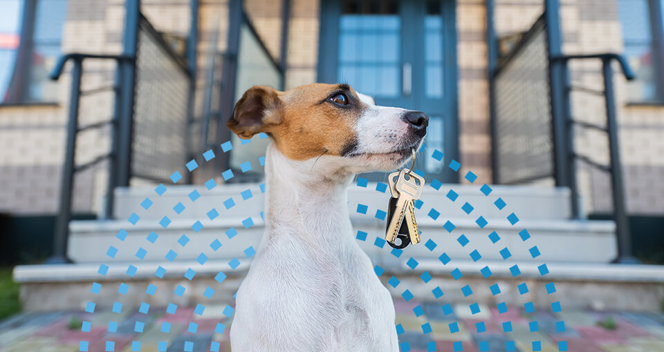 dog with key in mouth